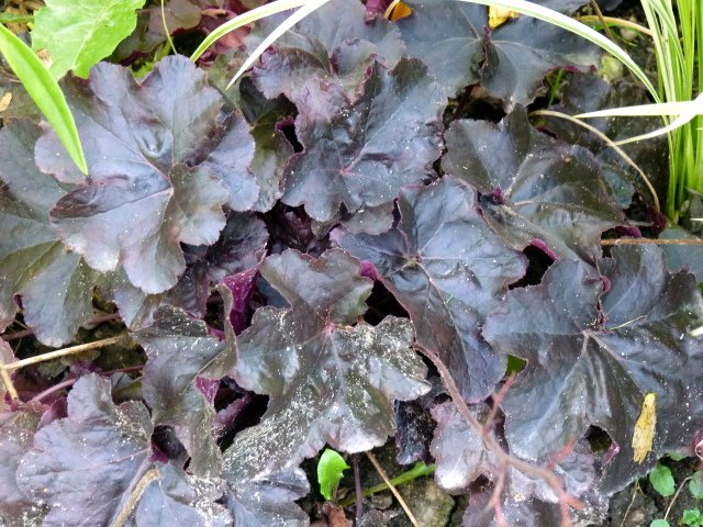 Heuchera x 'Obsidian'